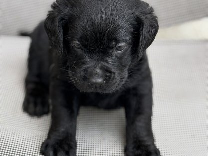 Bild 4:Labrador Welpen mit Ahnentafel