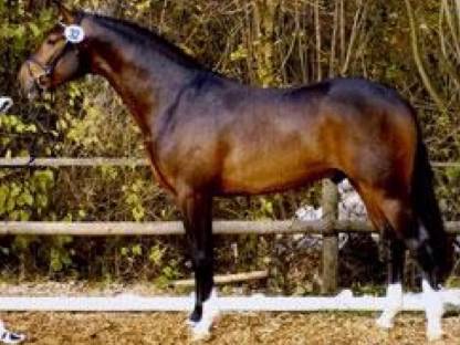 Bild 4:Grand Prix siegreicher Dressurhengst - Deckanzeige