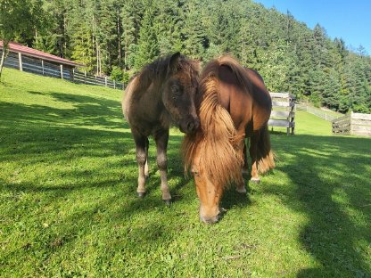 Mini-Shetty-Stute