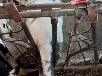 Kalb