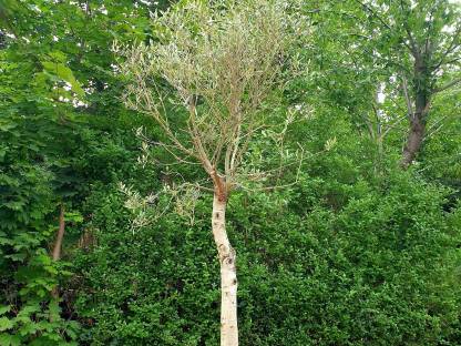 Bild 5:XXL Olivenbaum Olea Europaea – Für unvergleichliches Flair