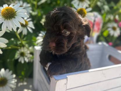 Bild 5:Bollipoo-Welpen und Toypudel mit Ahnentafel