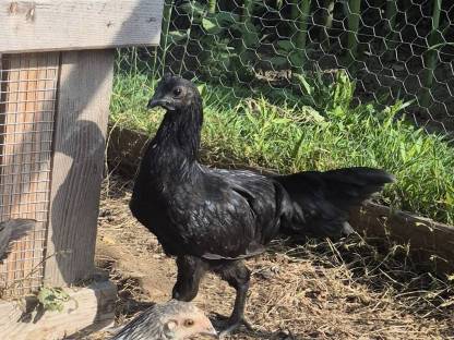 Bild 3:Cemani, Pawlovska, großer Phönix Küken