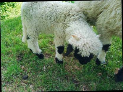 Bild 2:Walliser Schwarznasenschafe