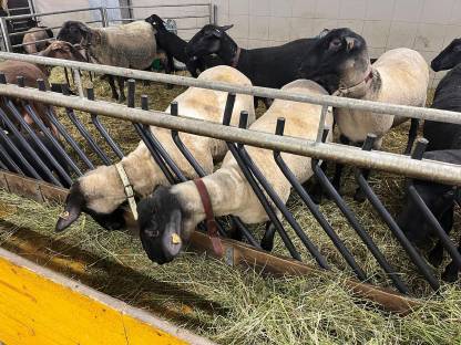 Bild 4:Suffolk Schafe Bio