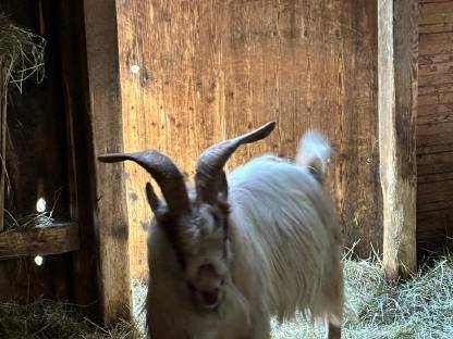 Bild 2:Zwerg-Ziegenbock