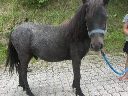 Bild 2:1-jähriger süßer Schimmelhengst