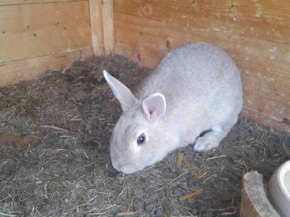 Bild 2:Verkaufe Hasen