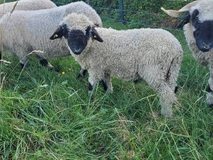 BIO Walliser Schwarznasenschafe