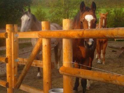 Bild 6:Einstellplatz im Offenstall