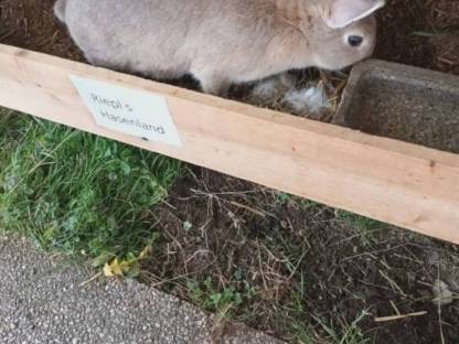 Bild 4:Verkaufe Hasen