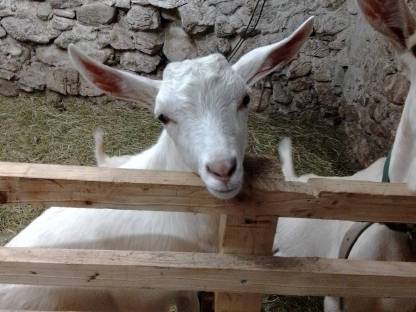 Ziegenbock