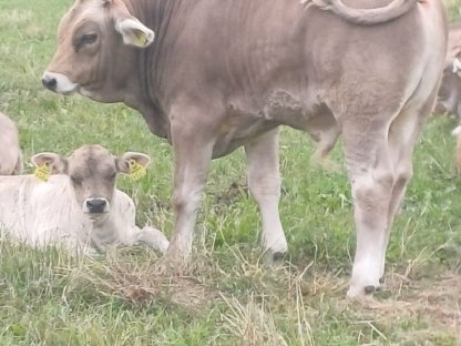 Bild 2:Verkaufe Bio-Zuchtstier Original Braunvieh