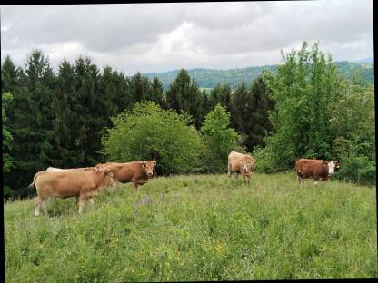 Bild 3:Bio Kälber/Einsteller