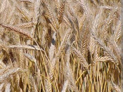 Bio Triticale