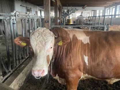 Fleckvieh Stier