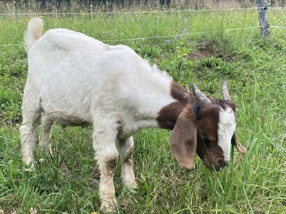 Burenziegenbock