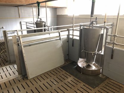 Aufstallung Schweine