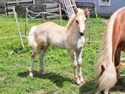 Haflinger Stutfohlen