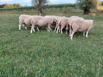 Cheviot Import - Meatlinc- Lleyn-Widder