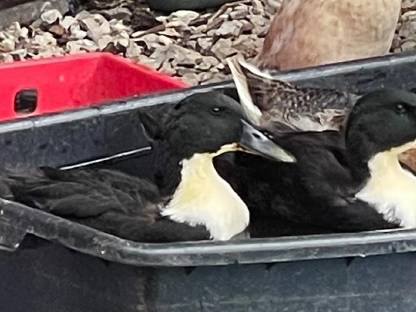 Bild 3:Pommernenten-Mixe