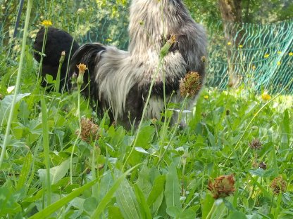 Bild 2:Bruteier bunter Hühnertruppe