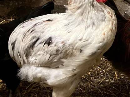 Bild 2:Verschiedene Hähne