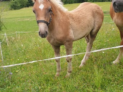 Haflinger Hengstfohlen