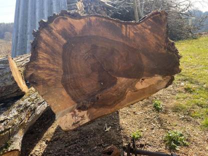 Bild 3:Nussbaumstamm