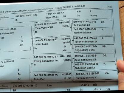 Bild 2:Noriker Stute
