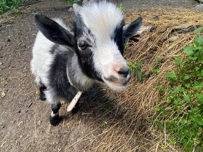Mini Zwergziegenbock