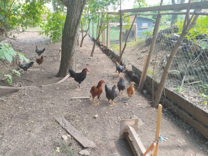 Hahn Hähne, Araucana, Marans