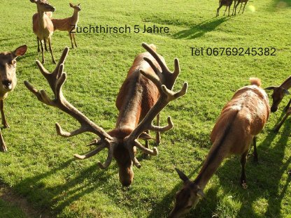 Bild 2:Rot und Damwild zu verkaufen