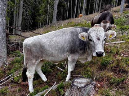 Bio Grauviehkalbin hornlos