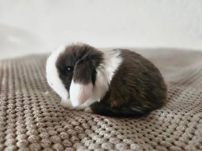 Bild 2:Zwerghase Minilop Schlappohren Hängeohren