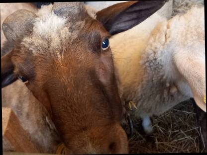 Bild 2:Verkaufe wunderschönen Waldschaf-Widder