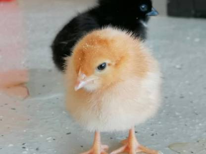 Küken, Tagesküken