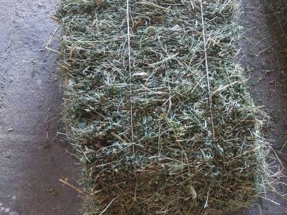 Bild 2:Luzerne Bio-Kleeballen