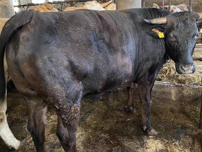 Wagyu x Fleckvieh Ochse