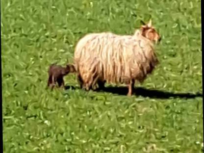 Bild 2:Zackelschafwidder BIO