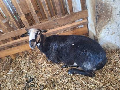 Bild 5:Krainer Steinschafe vom Herdezuchtbetrieb