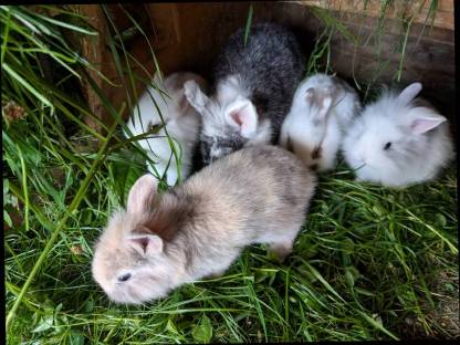 Bild 5:Zwergkaninchen zu verkaufen