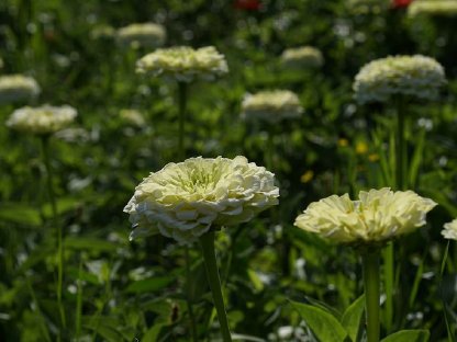 Bild 5:Frische Blumen aus dem eigenen Garten