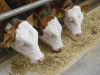 Bild 2:Kälber-Trocken-TMR