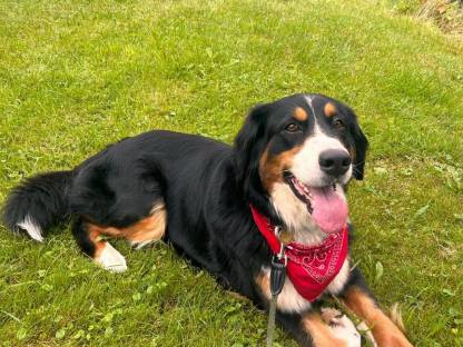 Berner Sennen - Border Collie Hündin