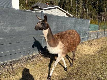 Lama - Jungstuten gesucht