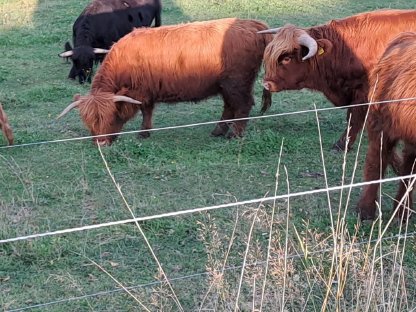 Bild 2:3jährige Kuh mit Kalb zu verkaufen/Hochlandrind