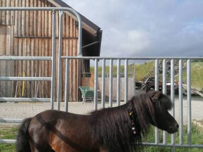 Ponyhengst