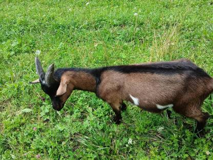 Bild 5:Tauernschecken Bockkitze