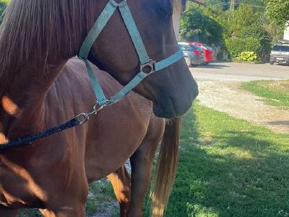 Bild 5:Ich verkaufe meinen 4-jährigen Vollblutaraber-Wallach, rein ägyptisch